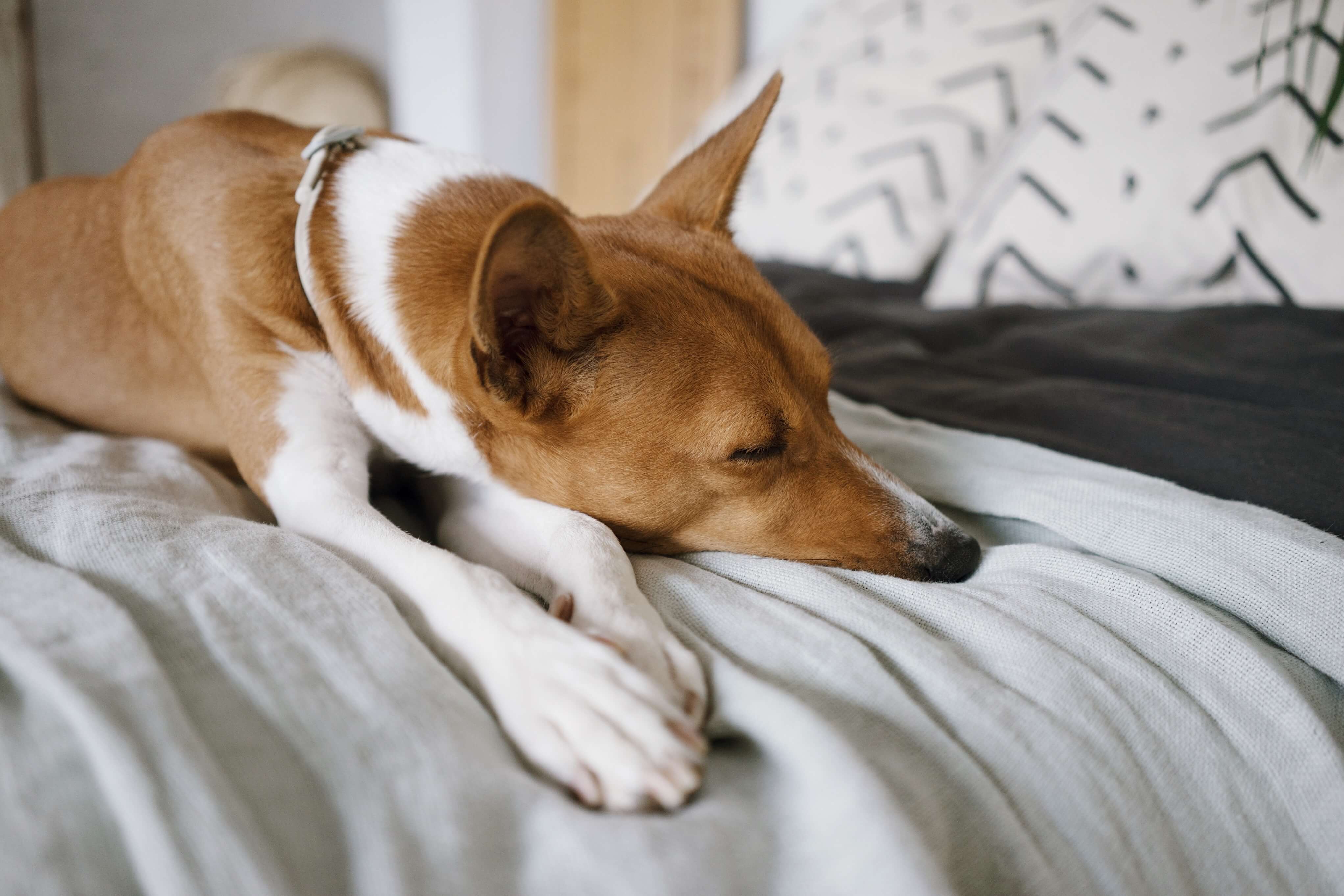 Novalgin Hund Hecheln Fieber Beim Hund Wie Du Es Wirksam